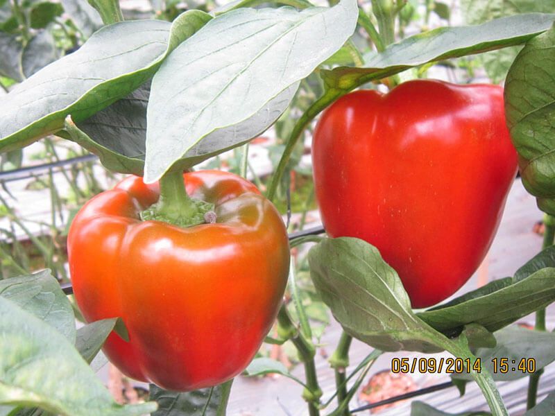 Red bell pepper